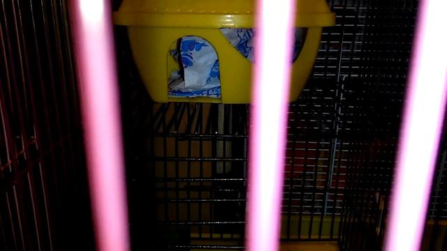 Как приручить хомячка к ручкам смотреть онлайн