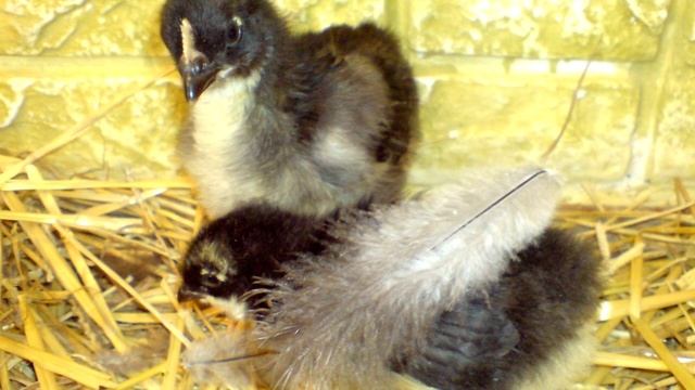 Выбор инкубационных яиц