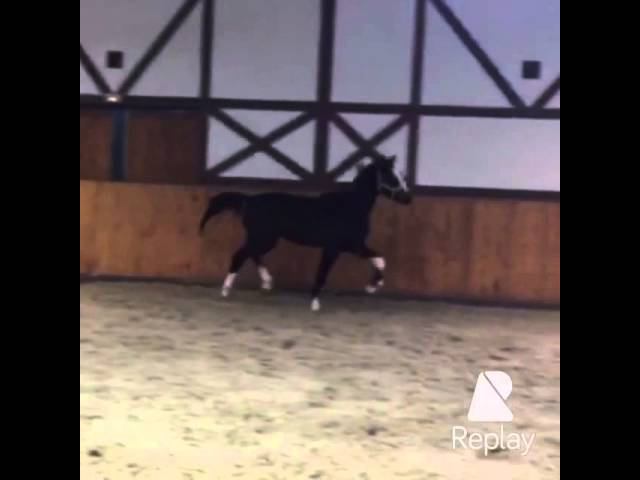 Esmeralda ( Ehrenpar - Show Star)