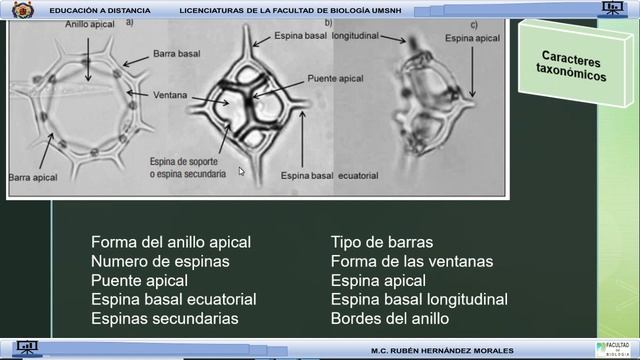 Introducción al estudio de los Silicoflagelados (Ochrophyta: Dictyochophyceae) смотреть онлайн