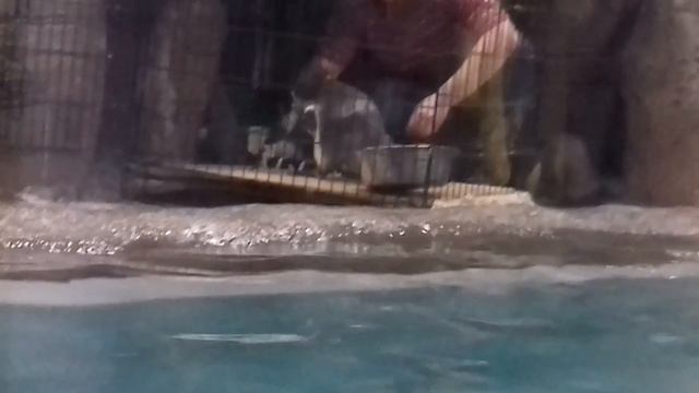 Ужин пришел!!! Пингвины .. смотреть онлайн