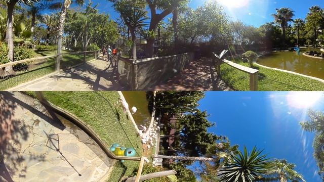 Pokemon & Flamingos (safari #2). Catch 'em now! (easy) 360 video. Game 22 смотреть онлайн