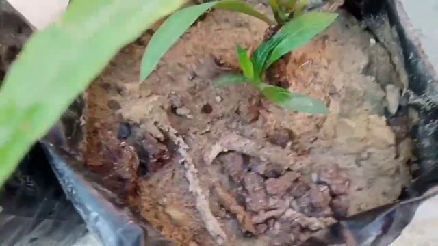 Mexican Petunia Plant Care смотреть онлайн