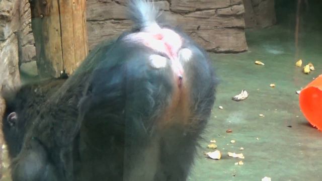 Московский Зоопарк 2015 смотреть онлайн