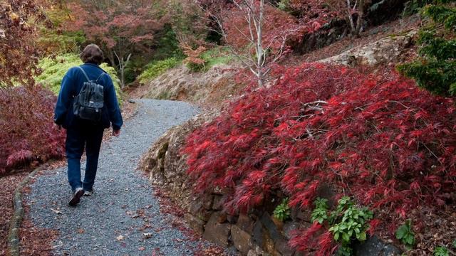 Emu Valley Rhododendron Garden Burnie Tasmania смотреть онлайн