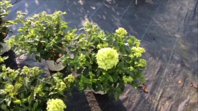 9-9-15 Columbus ( Hilliard ) Center Update смотреть онлайн