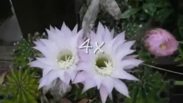 Cactus Flower Blooming Time lapse смотреть онлайн