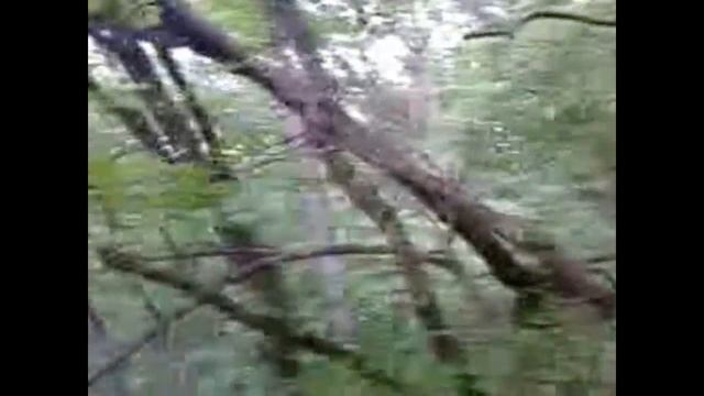 Наши новорождённые котята))))))))))) смотреть онлайн