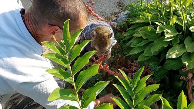 Макака Семён помогает убирать траву в огороде (Домашние макаки) смотреть онлайн