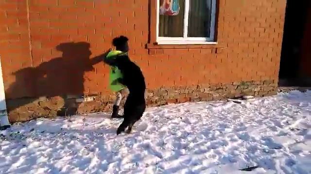 Мои питомцы) Показываю своих домашних животных смотреть онлайн