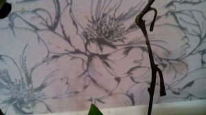 Результат прививки магазинских веточек от мандаринов (3 часть).