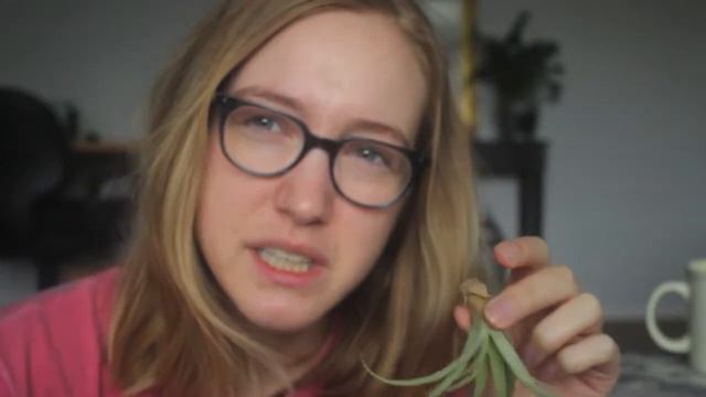 How To Grow Air Plants! | How to Display Air Plants смотреть онлайн