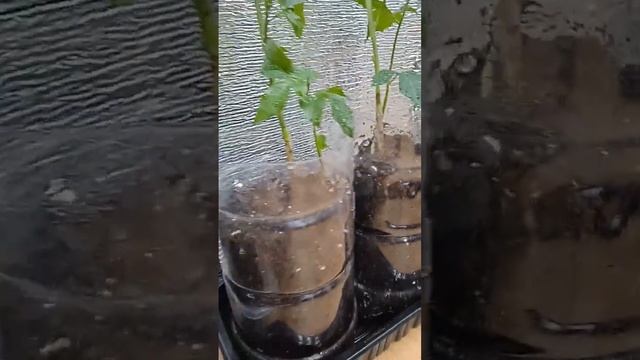 @ Экзоты в Саратове