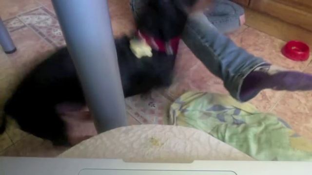 Дрессировка