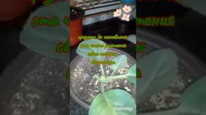 Обрезка глоксинии после цветения