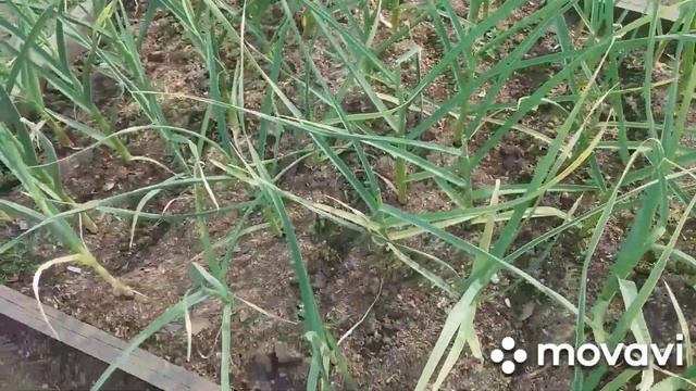 #дача#сад#огород# Утро! Расцвела Эустома! Обзор 6 соток. смотреть онлайн