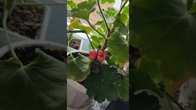 #пеларгония #пеларгонии #герань #тюльпановидная #цаетение #сад #цветы #растения #комнатныерастения смотреть онлайн