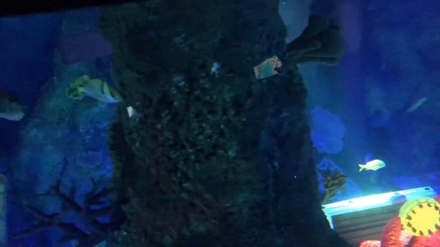 Legoland - город детской мечты