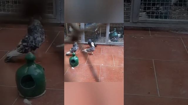 Иранские мраморные акбаши. Бойные высоколетные голуби, Иран. Iranian highflying pigeons смотреть онлайн