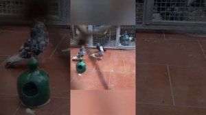 Иранские мраморные акбаши. Бойные высоколетные голуби, Иран. Iranian highflying pigeons