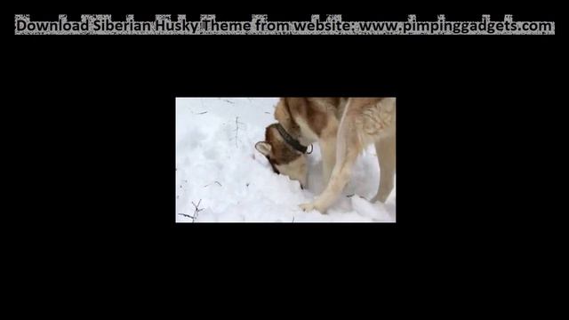Dogs 101 - Siberian Husky + EXCLUSIVE Windows 7 Theme Link смотреть онлайн