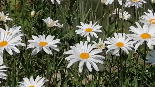 Лилейники смотреть онлайн