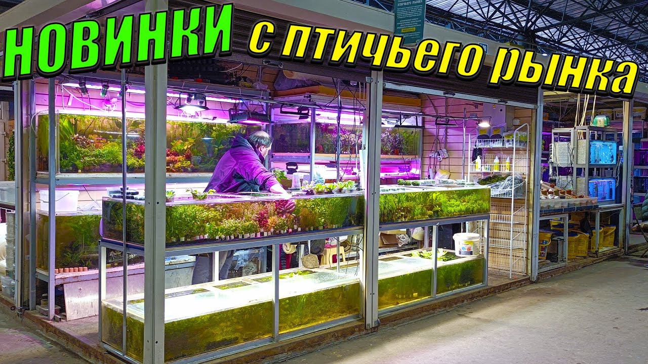 Новинки с птичьего рынка Садовод! смотреть онлайн