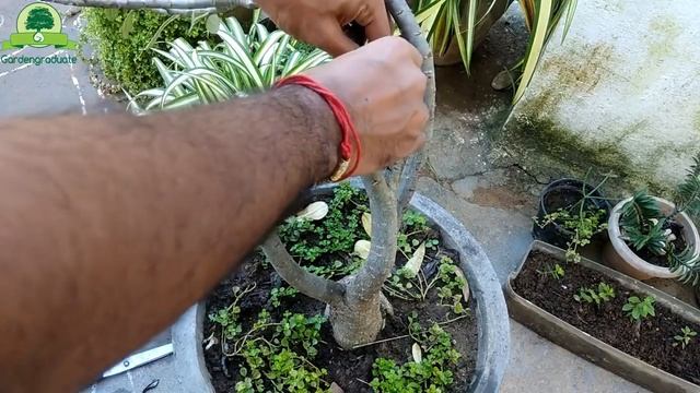 Adenium Plants Care Growing Tips, Planting, Cutting,Pruning and Trimming Adeniums by GardenGraduate смотреть онлайн