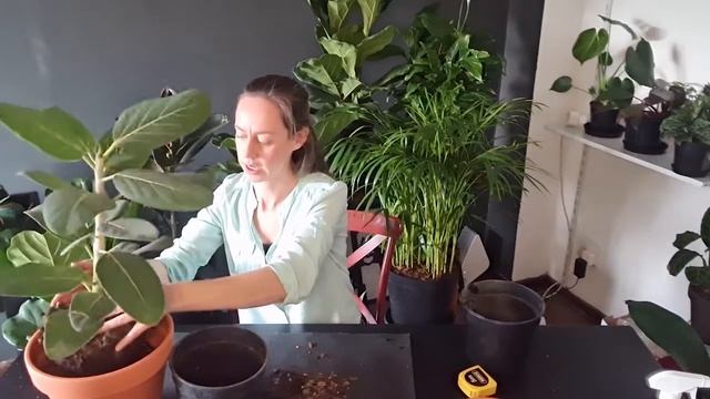 Repotting Ficus Audrey