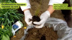 Особенности посадки черники на юге