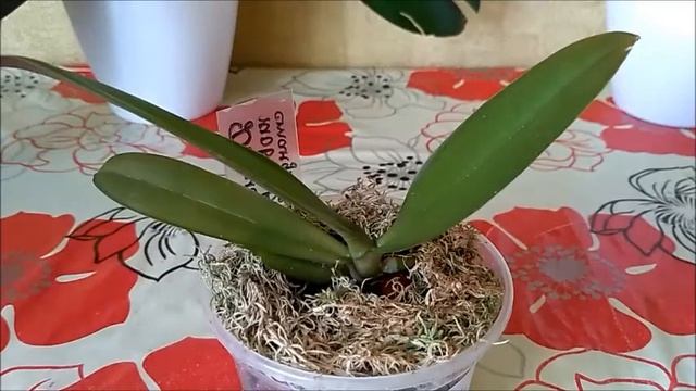 Сюрприз от нового подростка фаленопсиса ))) Цветонос через 15 дней смотреть онлайн
