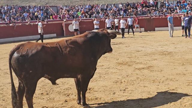 😱 SE TUMBA ENCIMA DEL TORO - RUBEN "GALGO" BREA DE TAJO (MADRID) 2023 смотреть онлайн