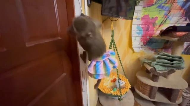 Посмотрите КАК ведет себя БУСИНКА-БУБУСИНКА Люська когда Влада НЕТ ДОМА?! Прямо ДРУГАЯ ОБЕЗЬЯНА))) смотреть онлайн