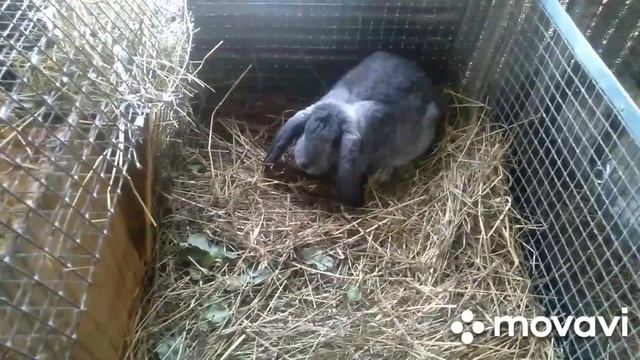 БЕДА В ХОЗЯЙСТВЕ. -5 крольчат. смотреть онлайн