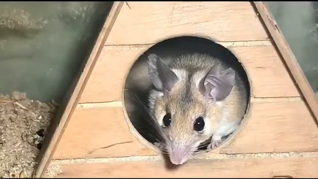 Подсматриваем за мышкой с мышонком. Иглистая мышь. ЗооУголок смотреть онлайн