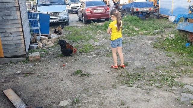 Лиза и Петух. Смешные видео с животными смотреть онлайн