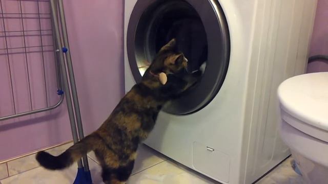 Кошка Муська и стиральная машина (cat and washing machine) смотреть онлайн