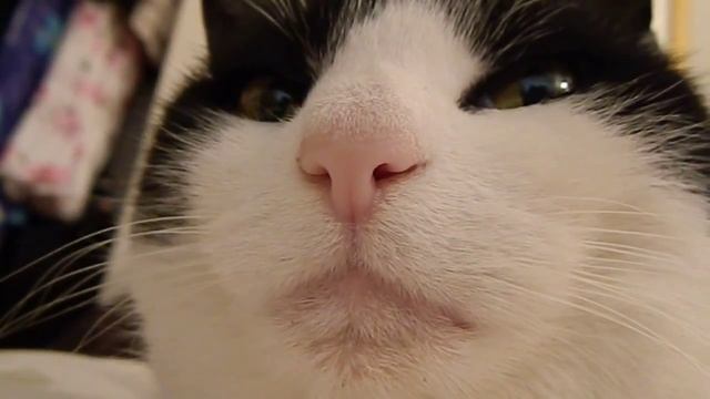 Serious cat judges you смотреть онлайн
