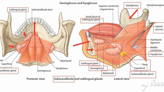 Submandibular gland parts смотреть онлайн