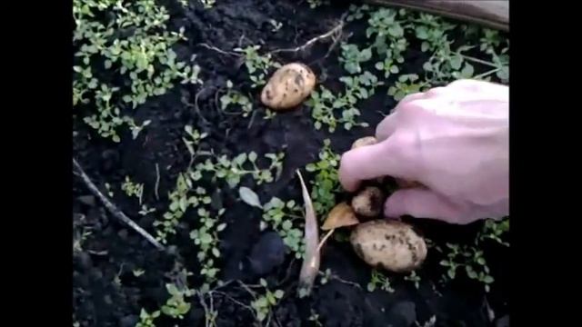 Урожай картофеля от 2 августа, фасоль смотреть онлайн