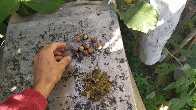 ФУНДУК . Форма 8 . Краснолистная с круглыми орехами . смотреть онлайн