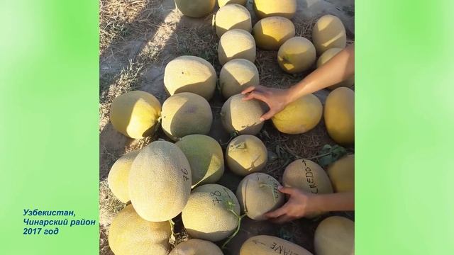 Превосходная дыня СИТИРЕКС F1 смотреть онлайн