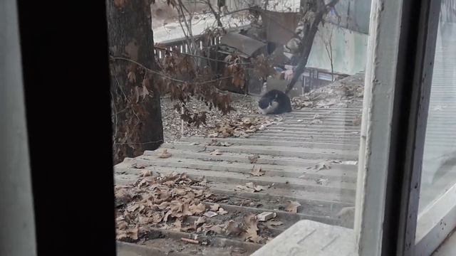 Кот упал с крыши смотреть онлайн