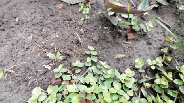 ?Мои комнатные цветы.?Традесканции.?Моя коллекция.?Дачный обзор.? смотреть онлайн
