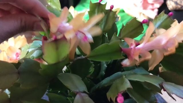 Thanksgiving Cactus (Schlumbergera truncata) in Bloom смотреть онлайн