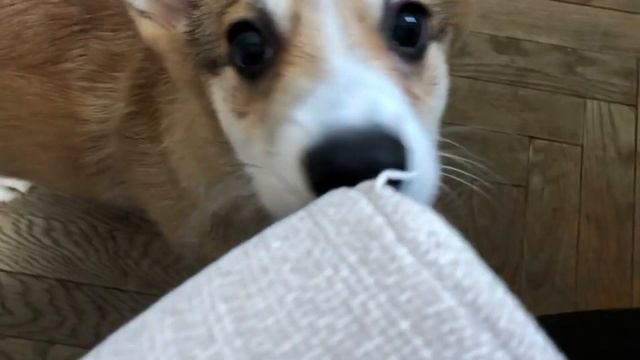 Уютный ВЛОГ с корги | Дирку 3 месяца смотреть онлайн