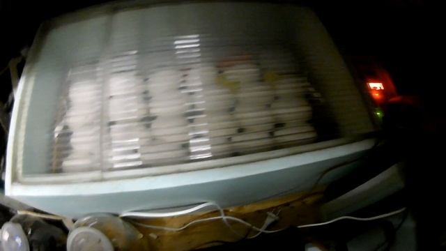 Оплодотворенность гусиного яйца. смотреть онлайн