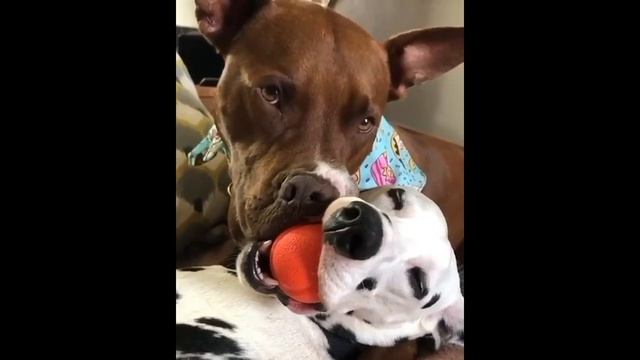 Милые Далматины "Сборник видео 2020" Cute Dalmatians "Video Compilation 2020" смотреть онлайн