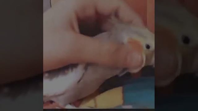 ЖОРИК КОРЕЛЛА.приручение к рукам смотреть онлайн
