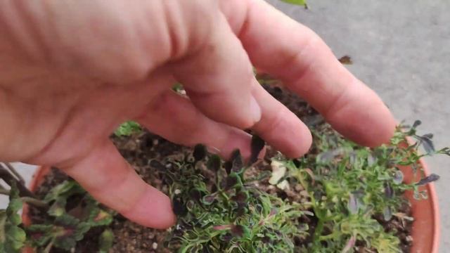 Как сохранить Колеусы в зиму. Начала черенковать .Готовлю маточные кусты на зиму.